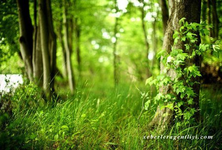 Xalq artisti etiraz etdi: “Verilişlərin səviyyəsi bərbaddır”