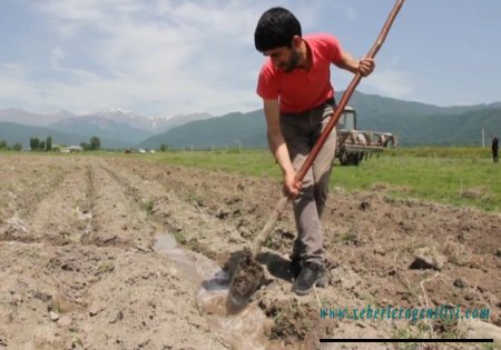 İSMAYILLIDA TÜTÜNÇÜLÜYƏ MARAQ ARTIR