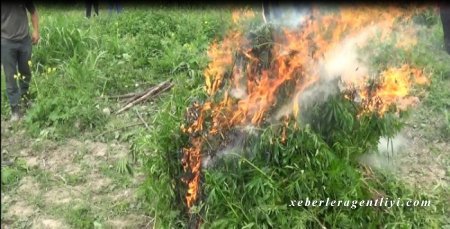 Şəkidə 1 tondan artıq narkotik tərkibli bitki məhv edildi