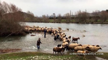 Qəbələdə bir uşaq və heyvan sürüsü bataqlıqda qaldı - FHN hərəkətə keçdi