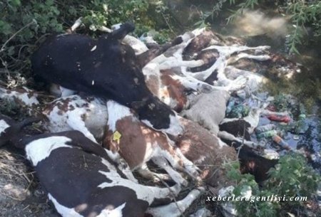 Bərdədə su kanalına atılmış heyvan leşləri ilə bağlı RƏSMİ AÇIQLAMA