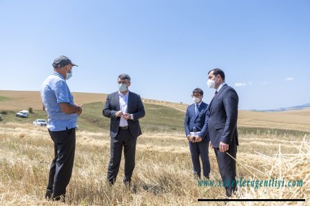 Nazir İnam Kərimov Şamaxının dağlıq ərazilərində müasir kombaynlarla taxıl biçininin aparılması prosesində iştirak edib