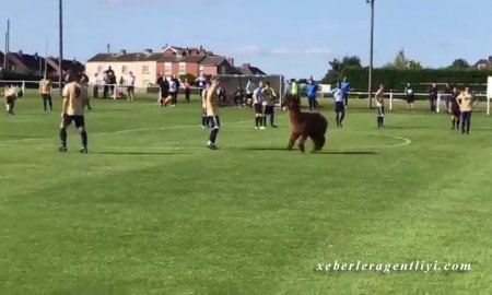 Çağırılmamış qonaq futbol oyununa müdaxilə etdi - VİDEO