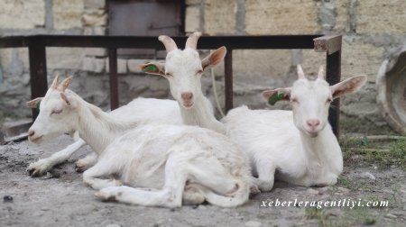 AFAQ layihəsinin ilkin mərhələsində 32 qadın fermerə dəstək göstərilib