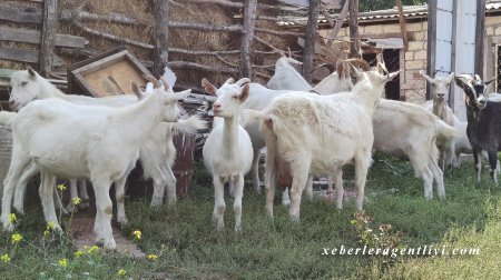 AFAQ layihəsinin ilkin mərhələsində 32 qadın fermerə dəstək göstərilib