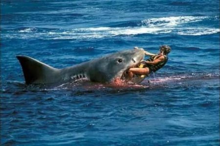 Daha bir qadın Misirdə köpək balığının qurbanı oldu