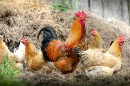 Avropada tarixin ən böyük quş qripi epidemiyası baş alıb gedir