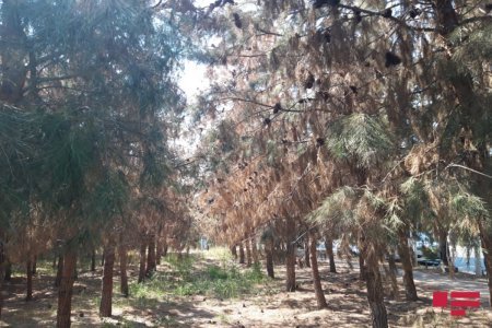 Ağacların qanunsuz kəsilməsi ilə təbiətə 18 min manatdan çox ziyan dəyib 