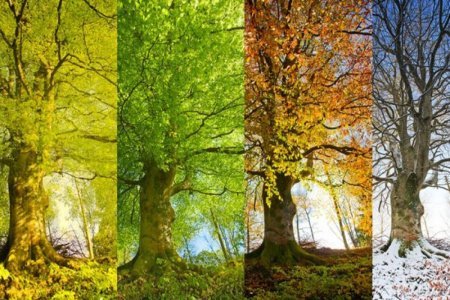 2023-cü ildə fəsillərin Azərbaycana daxilolma vaxtları açıqlanıb 