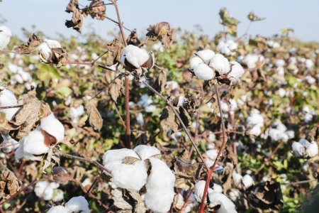 Pambıqçılıq-2022 Tədarük məntəqələrinə 285 min tondan çox pambıq təhvil verilib