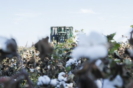 Pambıqçılıq-2022 Tədarük məntəqələrinə 285 min tondan çox pambıq təhvil verilib