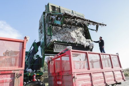 Pambıqçılıq-2022 Tədarük məntəqələrinə 285 min tondan çox pambıq təhvil verilib