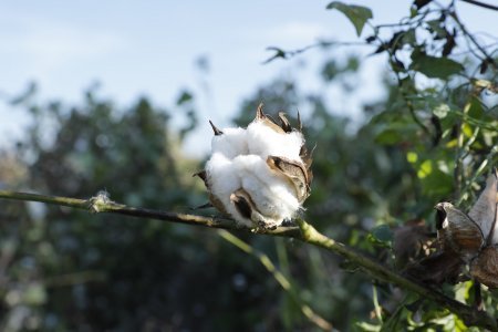 Pambıqçılıq-2022 Tədarük məntəqələrinə 285 min tondan çox pambıq təhvil verilib
