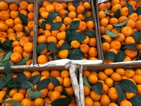 Həftəsonu Bakı və Abşeronda “Kənddən Şəhərə” yarmarkaları təşkil olunacaq