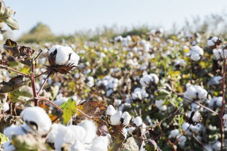 Sahələrdən 314 min tona yaxın pambıq yığılaraq məntəqələrə təhvil verilib