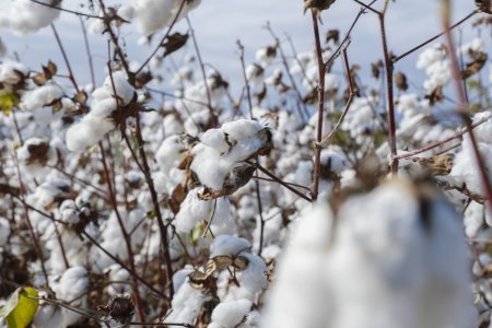 Sahələrdən 314 min tona yaxın pambıq yığılaraq məntəqələrə təhvil verilib