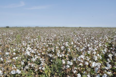 Sahələrdən 314 min tona yaxın pambıq yığılaraq məntəqələrə təhvil verilib