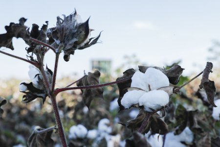 Sahələrdən 314 min tona yaxın pambıq yığılaraq məntəqələrə təhvil verilib