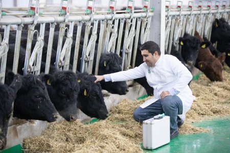 Qobustan Heyvandarlıq Nümayiş Kompleksində “Aberdin-Anqus” cinsli inəklərin satışına başlanılıb