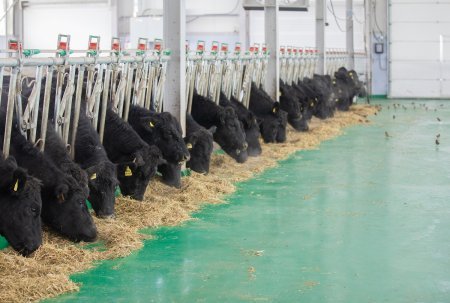 Qobustan Heyvandarlıq Nümayiş Kompleksində “Aberdin-Anqus” cinsli inəklərin satışına başlanılıb