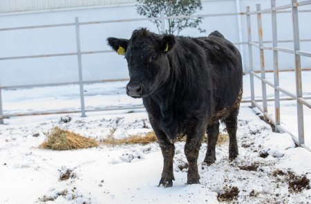 Qobustan Heyvandarlıq Nümayiş Kompleksində “Aberdin-Anqus” cinsli inəklərin satışına başlanılıb