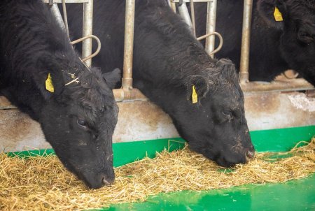 Qobustan Heyvandarlıq Nümayiş Kompleksində “Aberdin-Anqus” cinsli inəklərin satışına başlanılıb