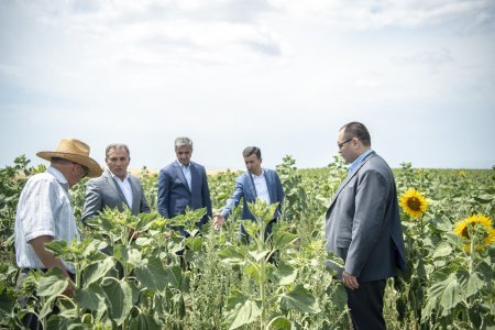 Nazir Məcnun Məmmədov İsmayıllıda taxıl biçini prosesində iştirak edib, təsərrüfatlara baş çəkib