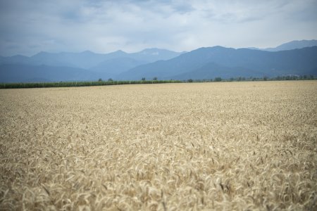 Nazir Məcnun Məmmədov İsmayıllıda taxıl biçini prosesində iştirak edib, təsərrüfatlara baş çəkib