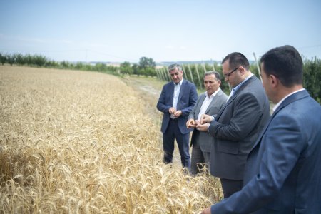 Nazir Məcnun Məmmədov İsmayıllıda taxıl biçini prosesində iştirak edib, təsərrüfatlara baş çəkib