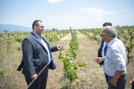 Nazir Məcnun Məmmədov İsmayıllıda taxıl biçini prosesində iştirak edib, təsərrüfatlara baş çəkib