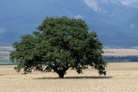 Biçin davam edir, sahələrdən 2 milyon tondan çox məhsul yığılıb - OPERATİV MƏLUMAT  