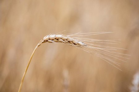 "Aqroservis" ASC rəhbərliyi Lerikdə fermerlərlə görüşüb