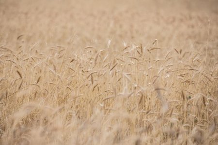 "Aqroservis" ASC rəhbərliyi Lerikdə fermerlərlə görüşüb