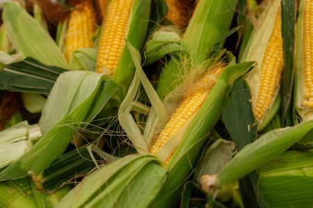 Həftəsonu “Kənddən Şəhərə” yarmarkası təşkil olunacaq