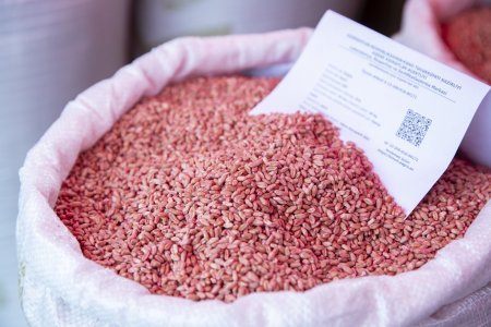 Ağstafada Aqrar İnnovasiya Festivalı çərçivəsində toxum sərgi-satış yarmarkası təşkil olunub