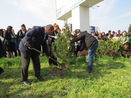 Kürdəmirdə ağacəkmə aksiyası keçirilib
