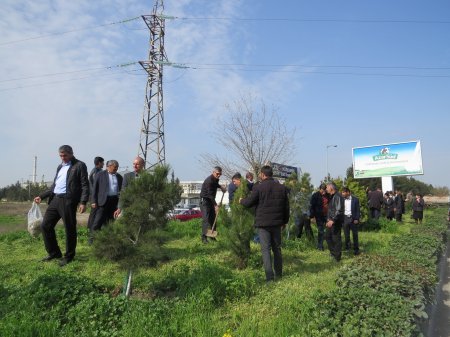Kürdəmirdə ağacəkmə aksiyası keçirilib
