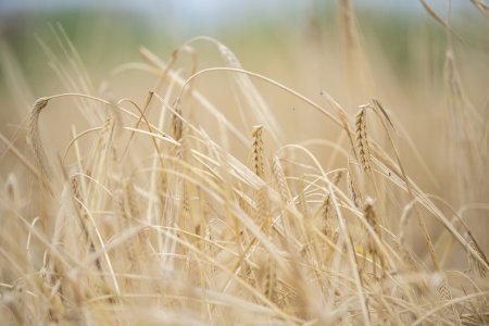 Taxıl zəmilərinin 73 faizində biçin başa çatıb