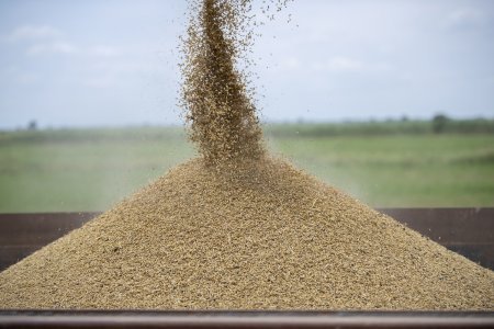 Taxıl zəmilərinin 73 faizində biçin başa çatıb