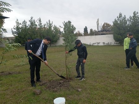Mərkəzi Aran Regional Təhsil İdarəsinin təşəbbüsü ilə regionda ağacəkmə aksiyası keçirilib