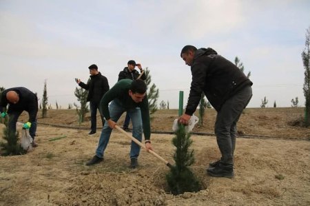 Qobustan Milli Tarix-Bədii Qoruğu ərazisində ağacəkmə aksiyası həyata keçirilib