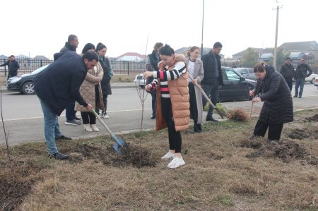 Mərkəzi Aran Regional Mədəniyyət İdarəsinin xidməti əhatəsində olan rayonlarda ağacəkmə aksiyası keçirilib