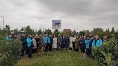 Mingəçevirdə və Zərdabda ağacəkmə aksiyası keçirilib