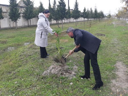 Mingəçevirdə və Zərdabda ağacəkmə aksiyası keçirilib