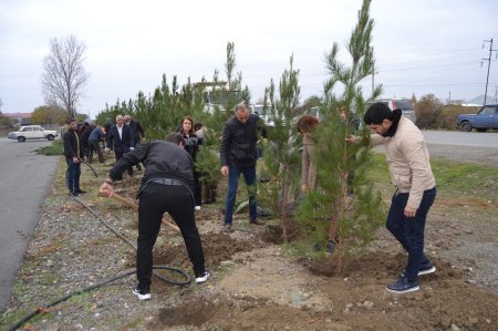 Mingəçevirdə və Zərdabda ağacəkmə aksiyası keçirilib