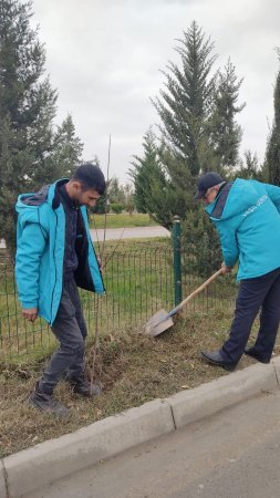 Mingəçevirdə və Zərdabda ağacəkmə aksiyası keçirilib