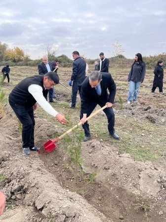 Ağdaşda ağacəkmə aksiyası keçirilib