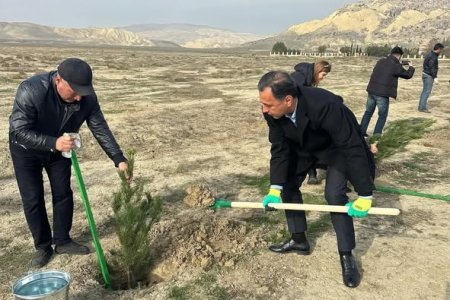 Qobustan Milli Tarix-Bədii Qoruğu ərazisində ağacəkmə aksiyası həyata keçirilib