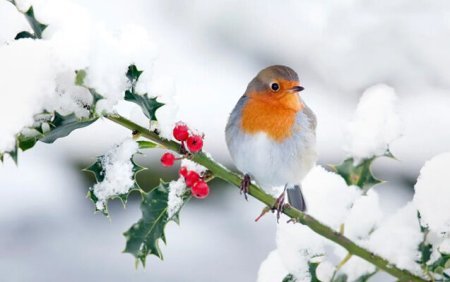 Qar və çovğun olacaq? - Rəsmi