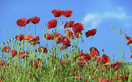 Bu gün 23 dərəcə isti olacaq